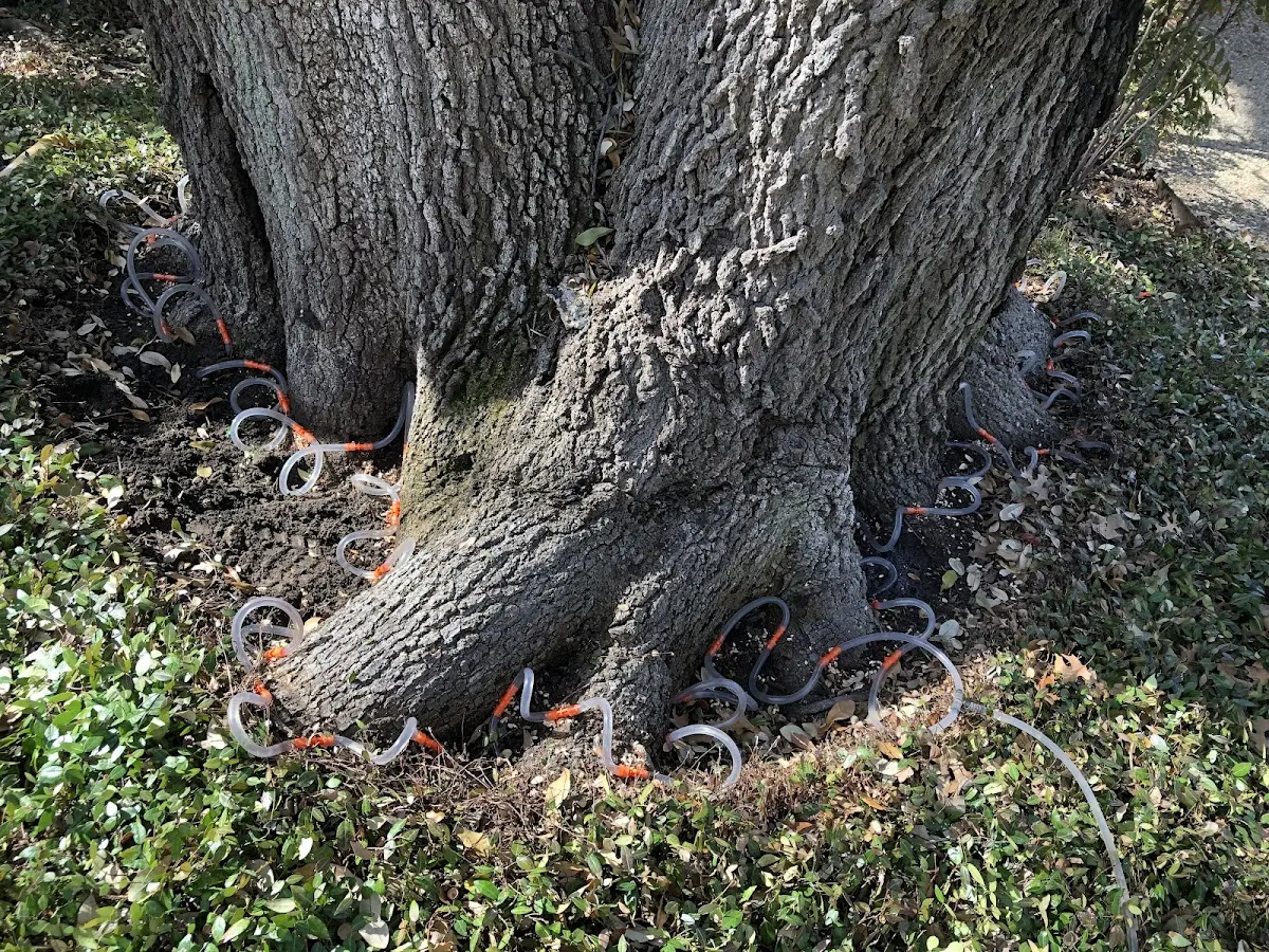 Detailed Tree Cabling and Bracing job site in Ava